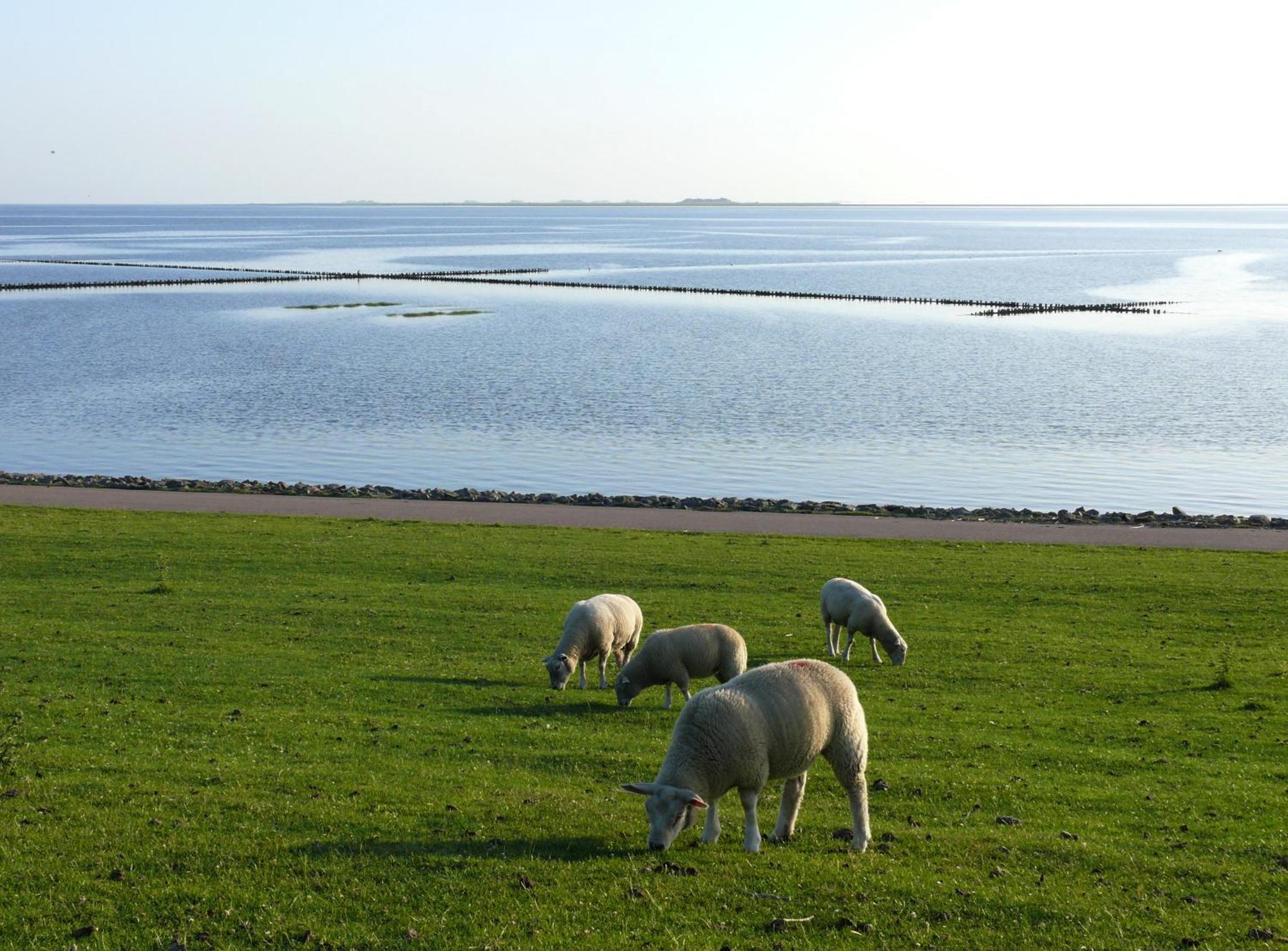 Friesenhaus Am Meer Dagebüll Exteriér fotografie